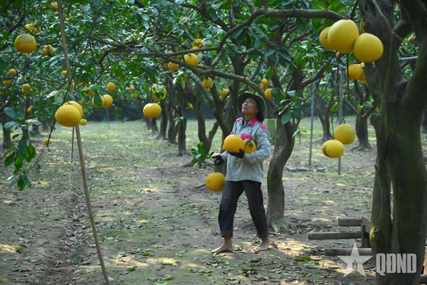 Bưởi Diễn vào vụ Tết